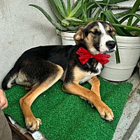 adopt a pet