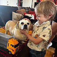 adopt a pet