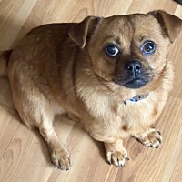 adopt-pet