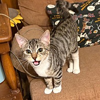adopt a pet