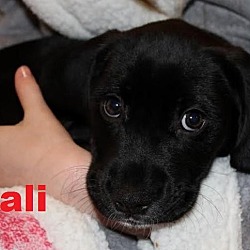 Thumbnail photo of Kali - Adopted/FTA Jan 2016 #3