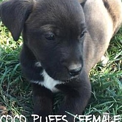 Thumbnail photo of Coco Puffs #2