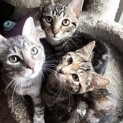 Photo of Spice Kittens