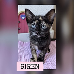 Photo of Siren