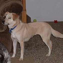 Photo of Dingo-adopted