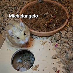 Thumbnail photo of Michelangelo #4