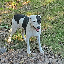 bonded pet photo