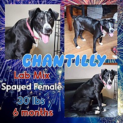 Thumbnail photo of Chantilly (in NE) #3