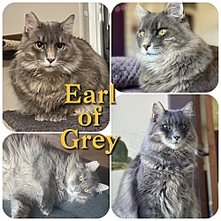 Thumbnail photo of Earl of Grey #2