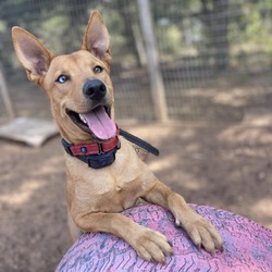 Photo of Rowdy