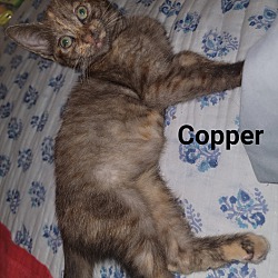 Thumbnail photo of Copper #3
