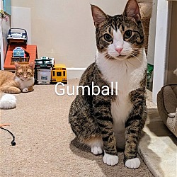 Thumbnail photo of Gumball & Darwin #2