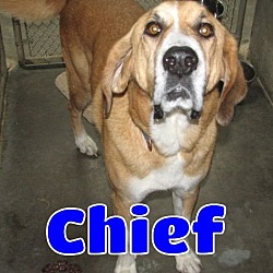 Photo of #3671 Chief