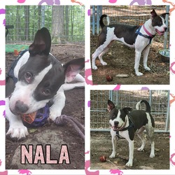 Thumbnail photo of Nala #1