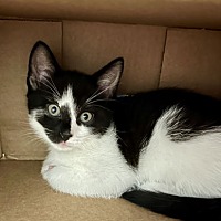 adopt a pet