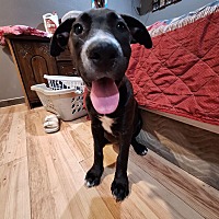 adopt a pet