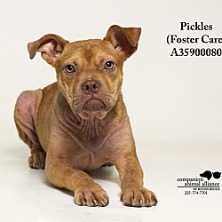 Thumbnail photo of Pickles  (Foster Care) #3