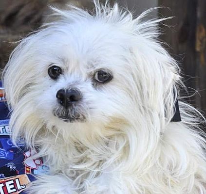 Siler City Nc Maltese Meet Scruffy A Pet For Adoption