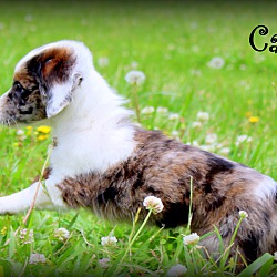 Thumbnail photo of Cannoli~adopted! #3