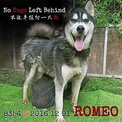 Photo of Romeo 8354