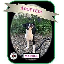 Thumbnail photo of Marble - ADOPTED #1