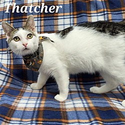 Photo of thatcher