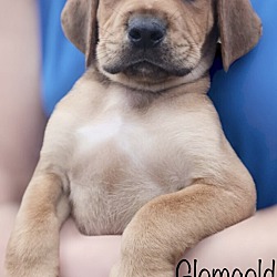Photo of Glomgold