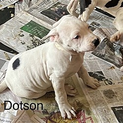 Thumbnail photo of Dotson #2