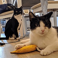adopt a pet