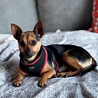 adopt a pet