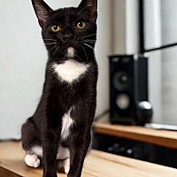 adopt a pet