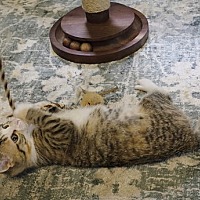adopt a pet