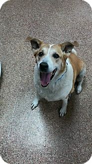 La Pulga Las Vegas >> Las Vegas Nv Collie Meet Pulga A Pet For Adoption La Pulga Las Vegas >> Las Vegas Nv Collie Meet Pulga A Pet For Adoption