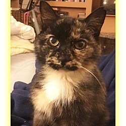 Thumbnail photo of Paisley-DECLAWED SWEET Adult #2