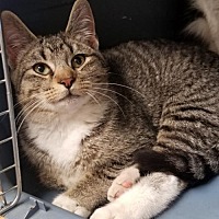 last hope animal rescue cedar rapids iowa last hope animal rescue cedar rapids iowa