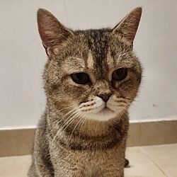 Photo of Alexander Kuwait_PawsandClaws