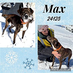 Thumbnail photo of Max - $25 Adoption Fee Special #3
