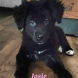 Photo of Josie