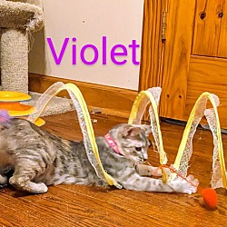 Thumbnail photo of Violet #1