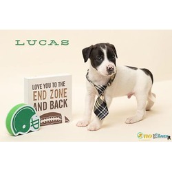 Thumbnail photo of Lucas #1