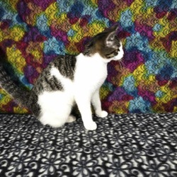 Thumbnail photo of Tenderloin (Tripod -Special Needs & Bonded Pair) #4