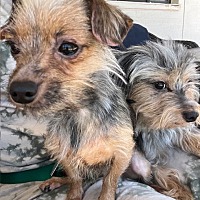 adopt-pet