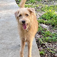 adopt-pet