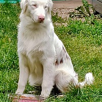 adopt-pet