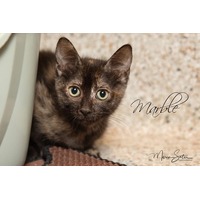 adopt-pet