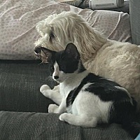 adopt a pet