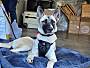BEAR BEAR - German Shepherd Dog / Belgian Malinois available for adoption