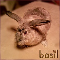 Thumbnail photo of Basil #2