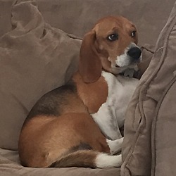Thumbnail photo of Duke- Beagle #1