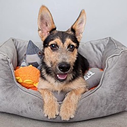 Corgi Puppies For Sale In Santa Clarita California Adoptapet Com